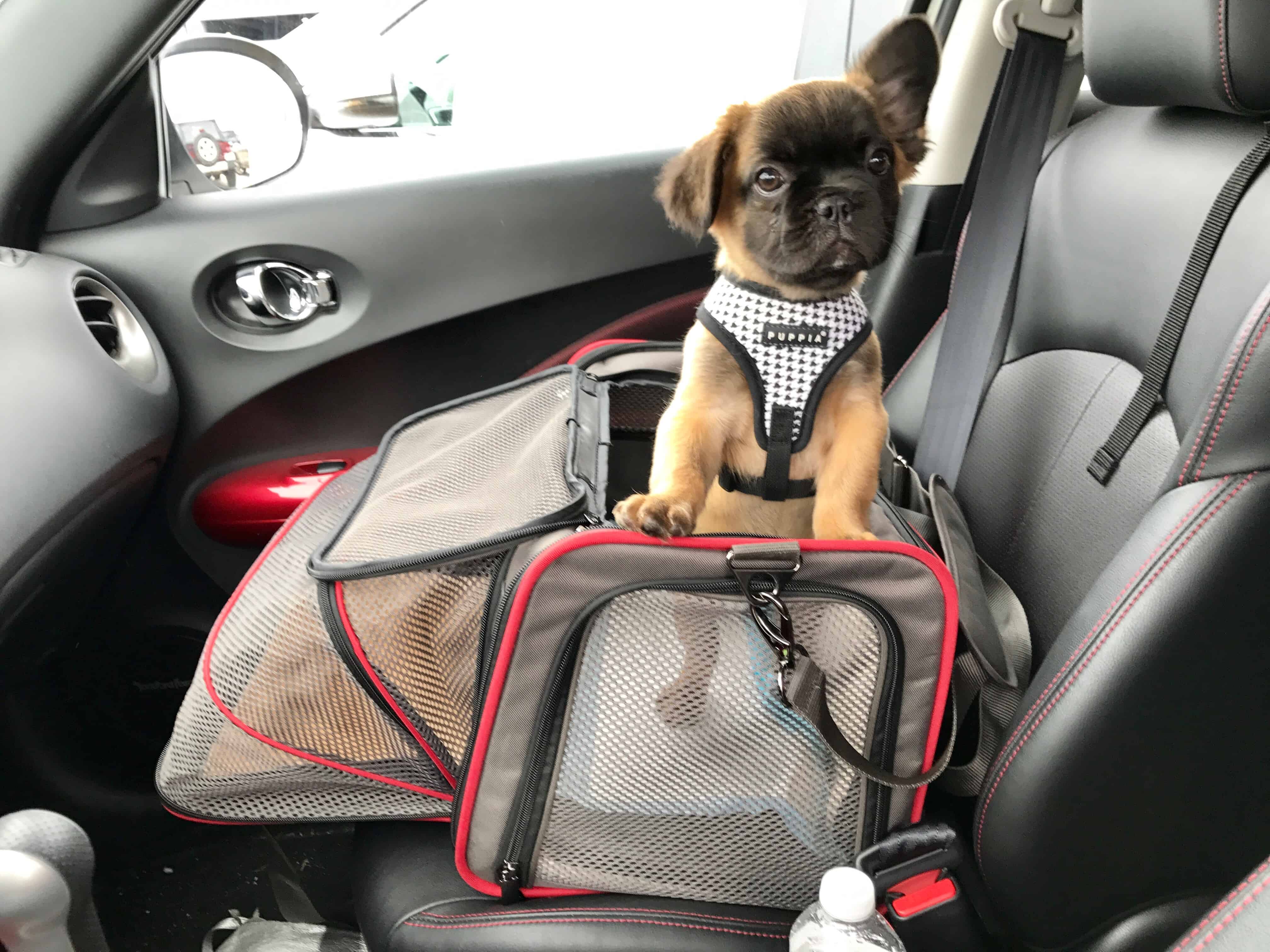 dog travel options