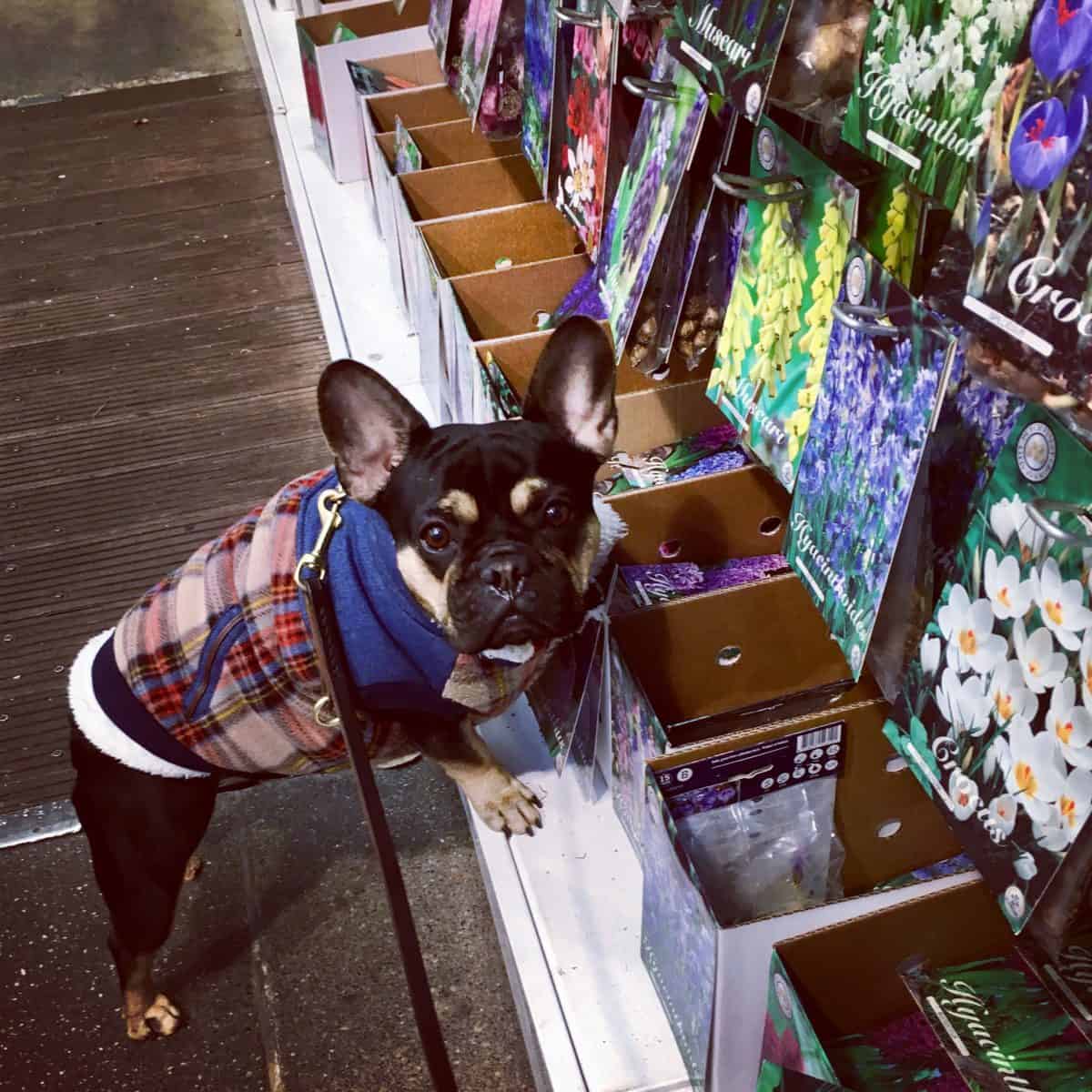 Dog Friendly Amsterdam DOG FRIENDLY TRAVEL