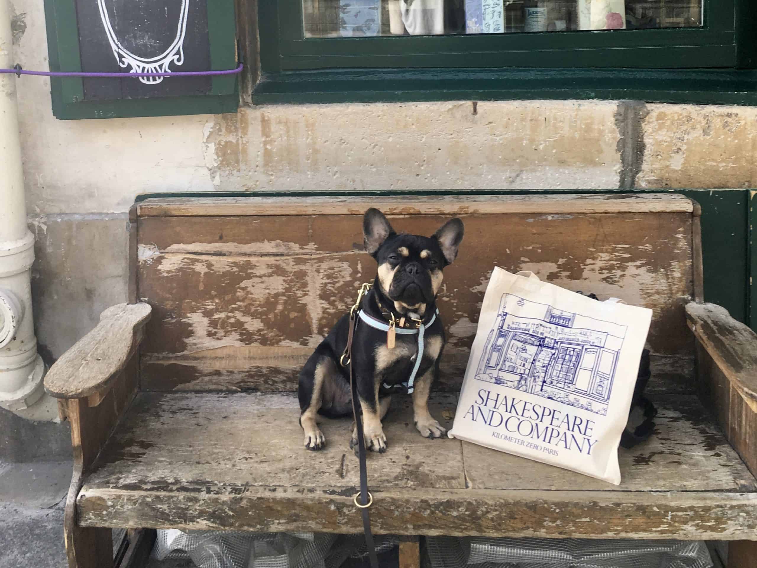 dog travel guard