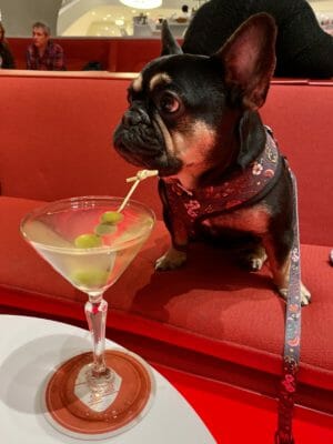 Choosing Dog Friendly Hotels : DOG FRIENDLY TRAVEL