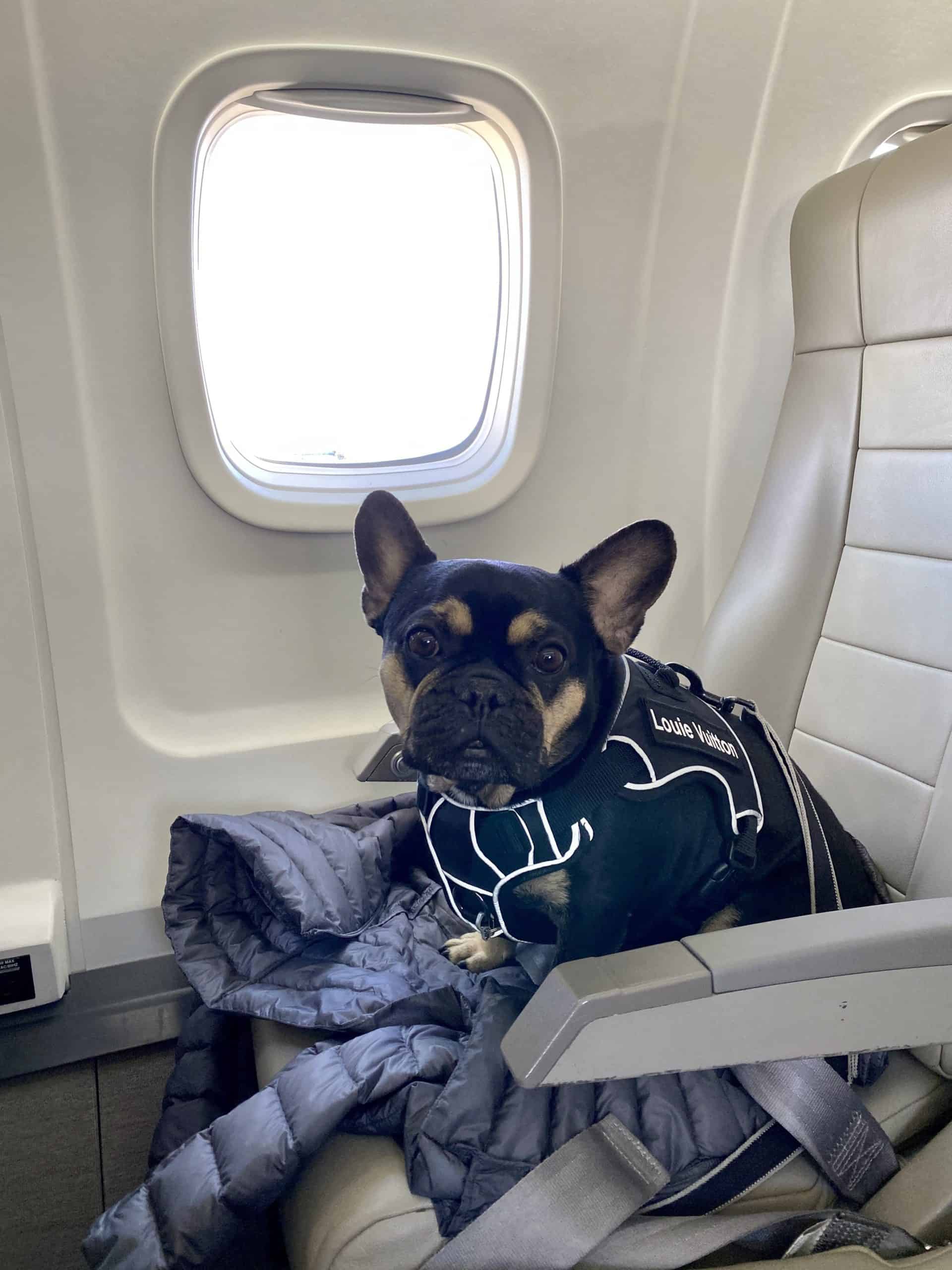 travel with pets brussels airlines