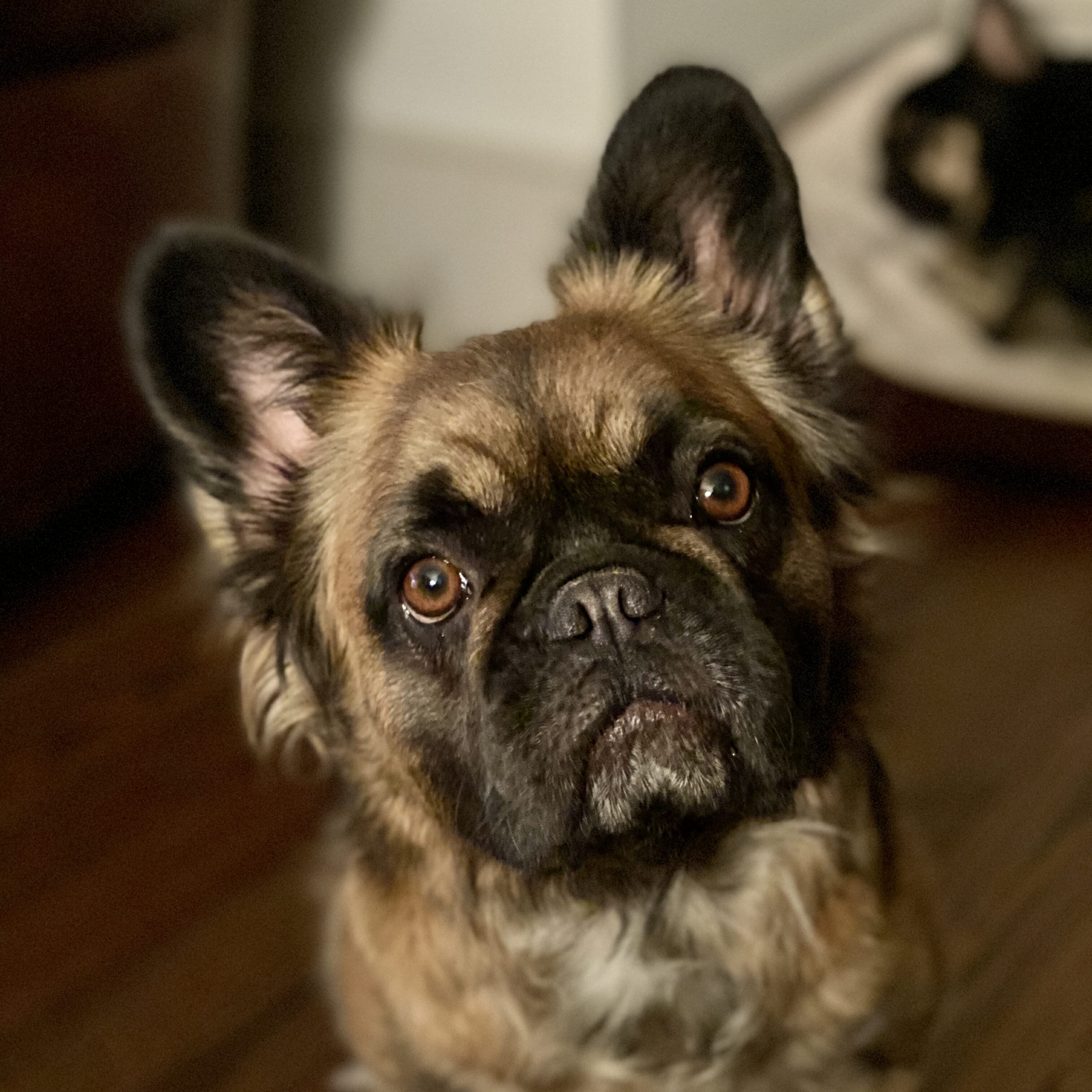 long haired french bulldog