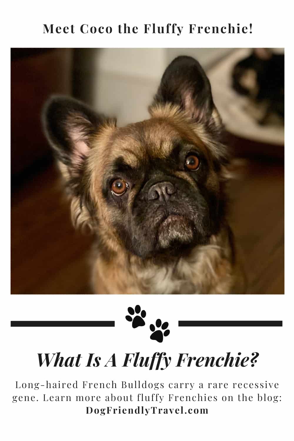 fluffy frenchie puppy